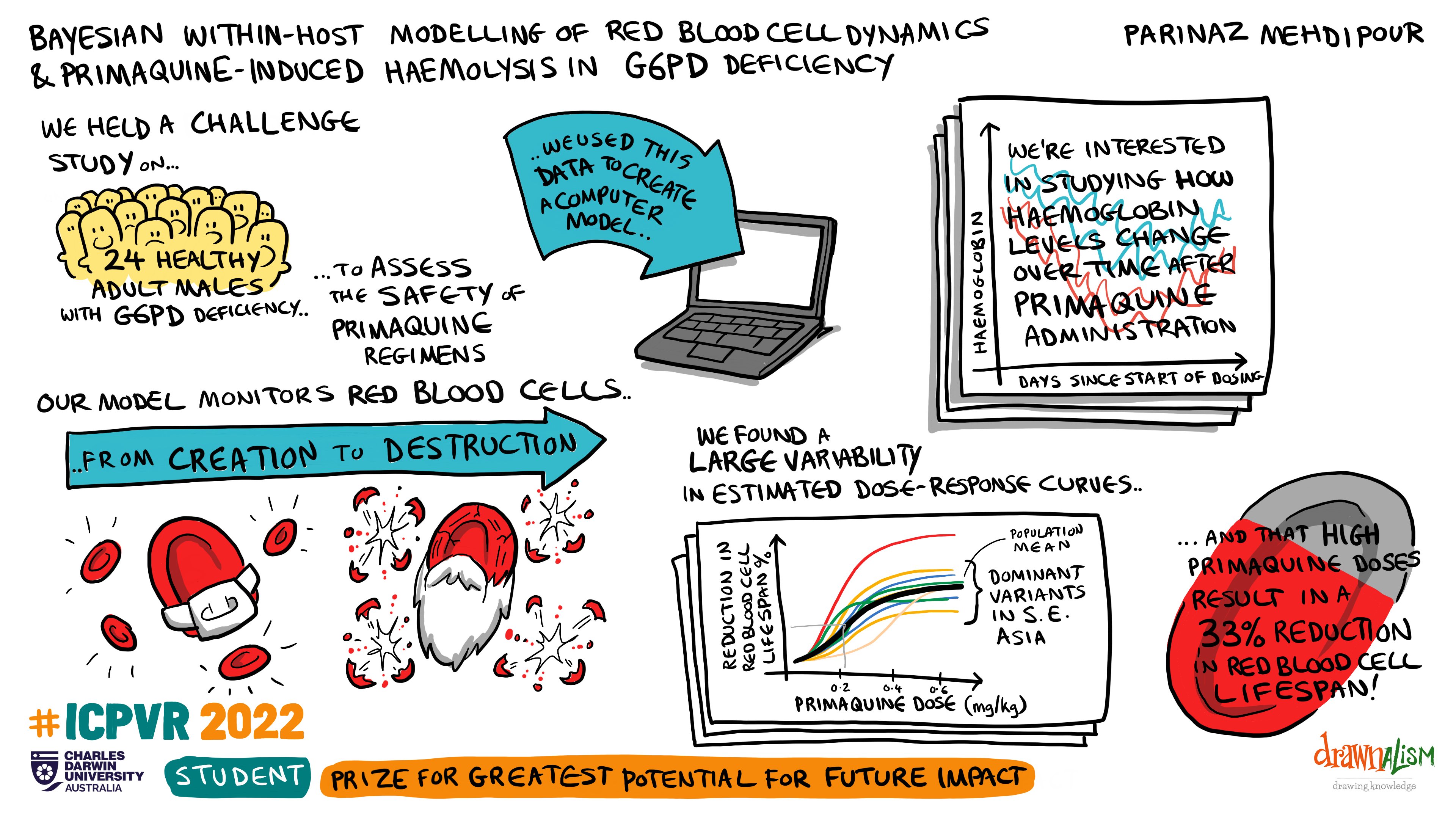 Bayesian Within-host Modelling of Red Blood Cell Dynamics and Primaquine-induced Haemolysis in G6PD Deficiency